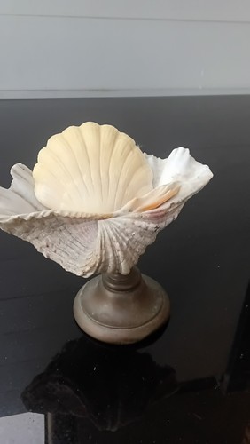Seifenschale muschel fuss - muschel,